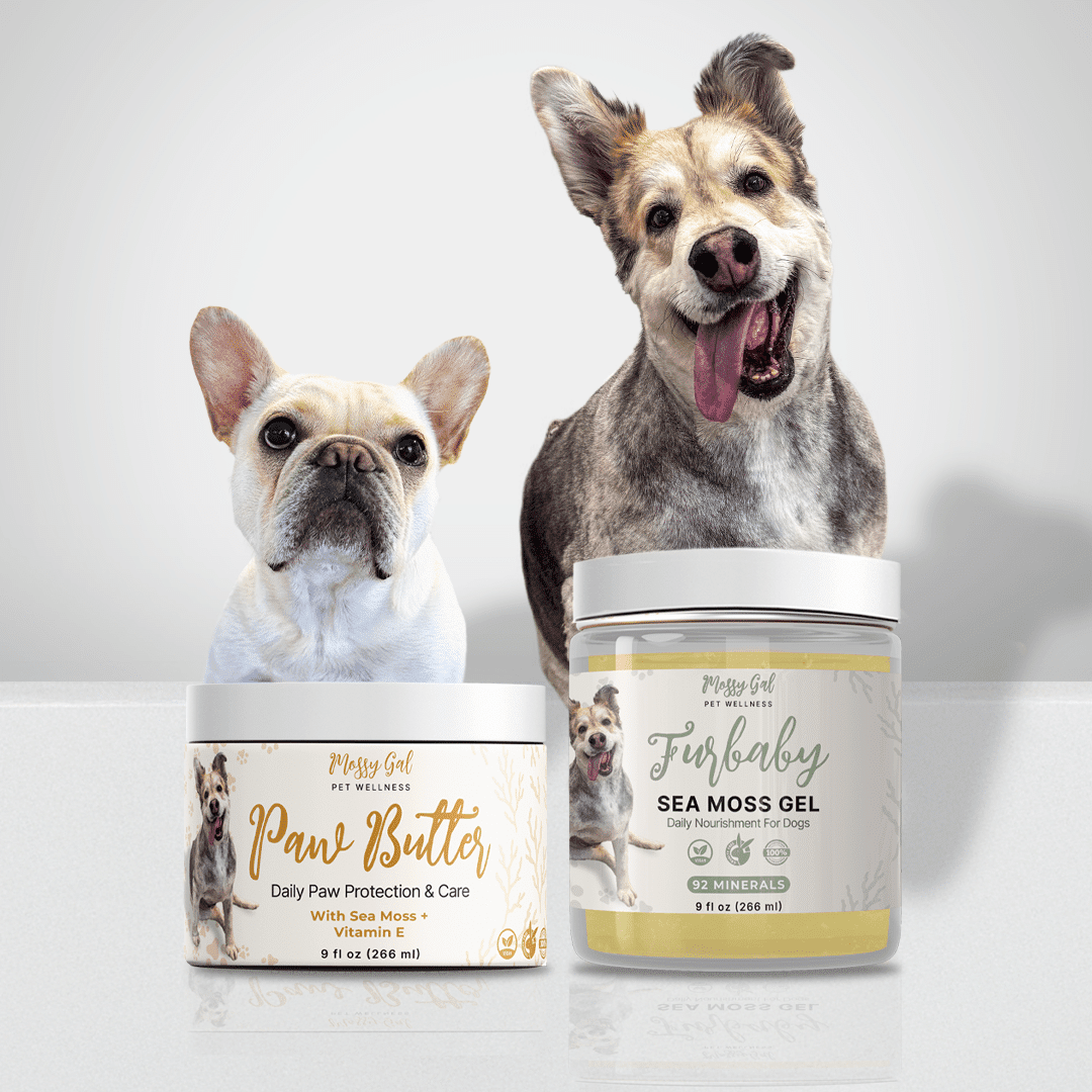 Sea Moss for Dogs: Safety, Serving Tips & Pet Wellness