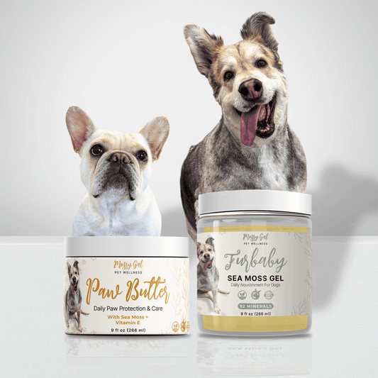 Sea Moss for Dogs: Safety, Serving Tips & Pet Wellness