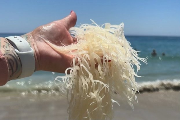 Hand pouring sea moss gel by the ocean with natural light.