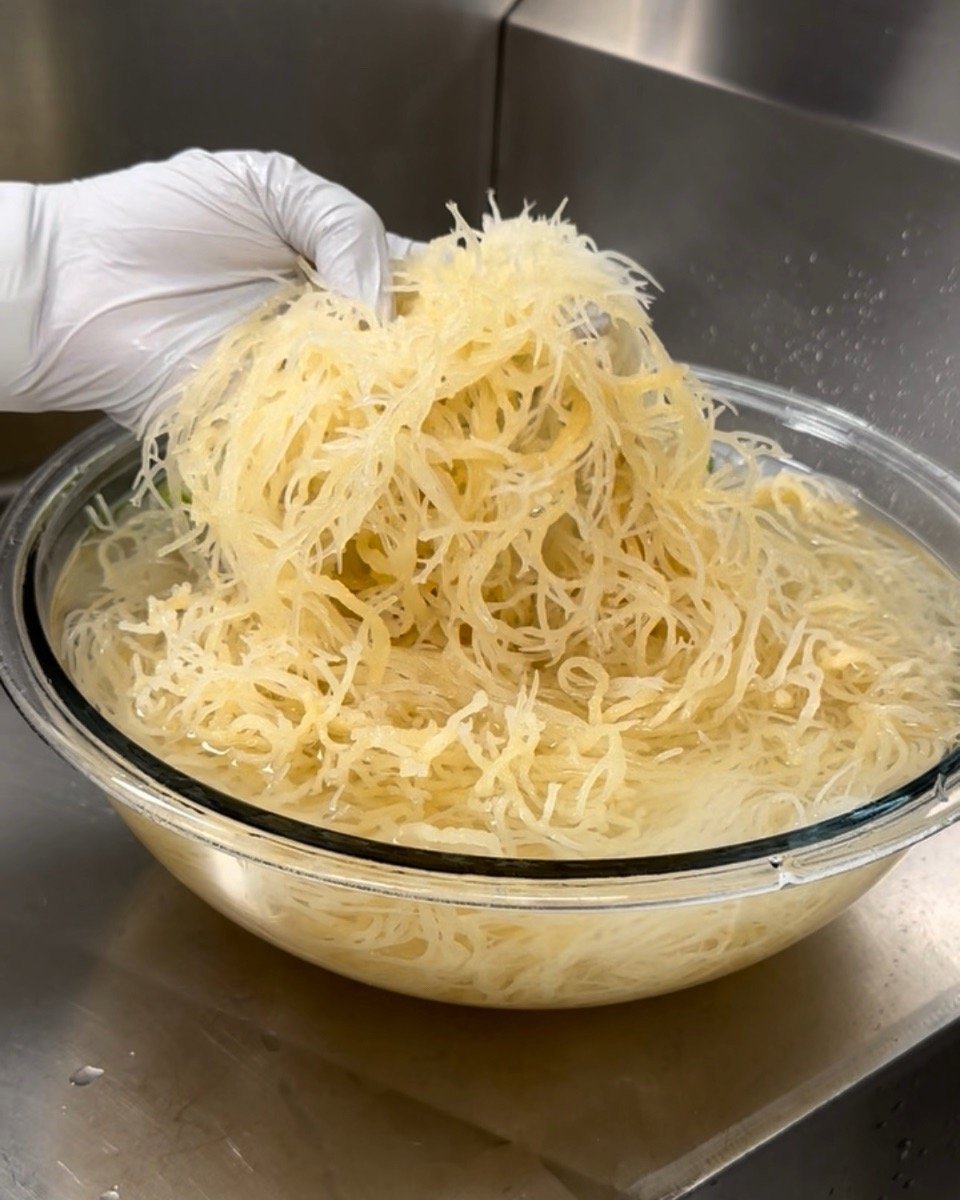 Gloved hand lifting soaked sea moss from a glass bowl during the cleaning and rinsing process.