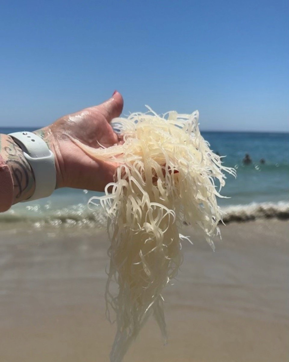 Hand holding wildcrafted sea moss at the shoreline with the ocean in the background.